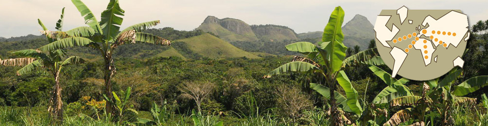 Landschaft mit Bananenstauden